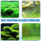 Algicide efficace pour aquarium🌿