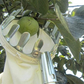 📢📢50 % DE RÉDUCTION !! ⏰Tête de cueille-fruits avec panier – Conception durable, fixation facile et parfaite pour atteindre les branches hautes sans échelle 🌳